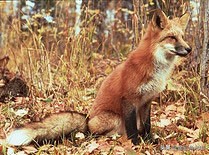 施华洛世奇经典望远镜是哪一款,施华洛世奇望远镜哪个系列好