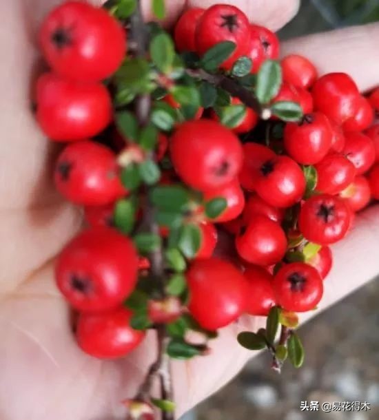 刺五加和五加皮的区别图片对比,刺五加是种什么药材