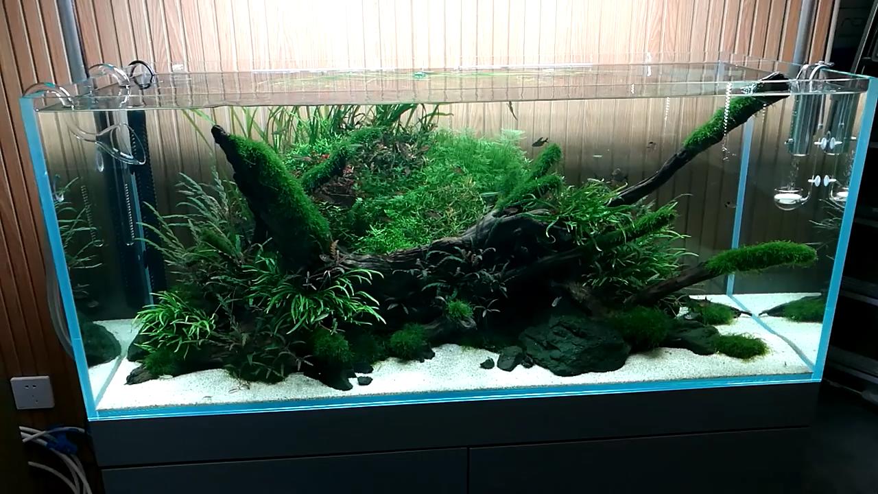 怎么让鱼缸大量爆绿藻而不是褐藻,鱼缸褐藻彻底清除的有效方法