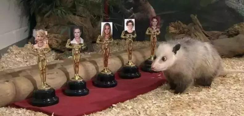 杀死装死的北美负鼠,会装死的猫