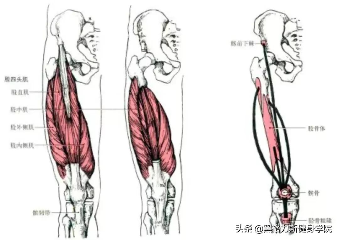 健身腿部解剖动作讲解,健身训练及肌肉解剖图谱大全