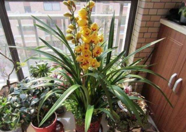 家里变废为宝的养花肥料,废旧油怎么处理最好