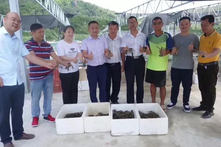 陵水龙虾鲜活,澳洲淡水龙虾鲜活发货