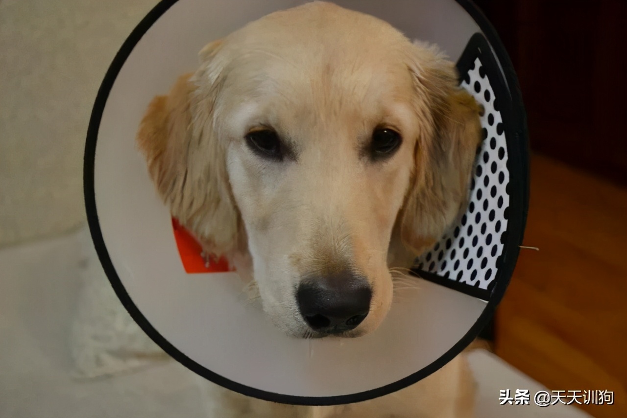 一只绝育的公狗,被绝育的狗子