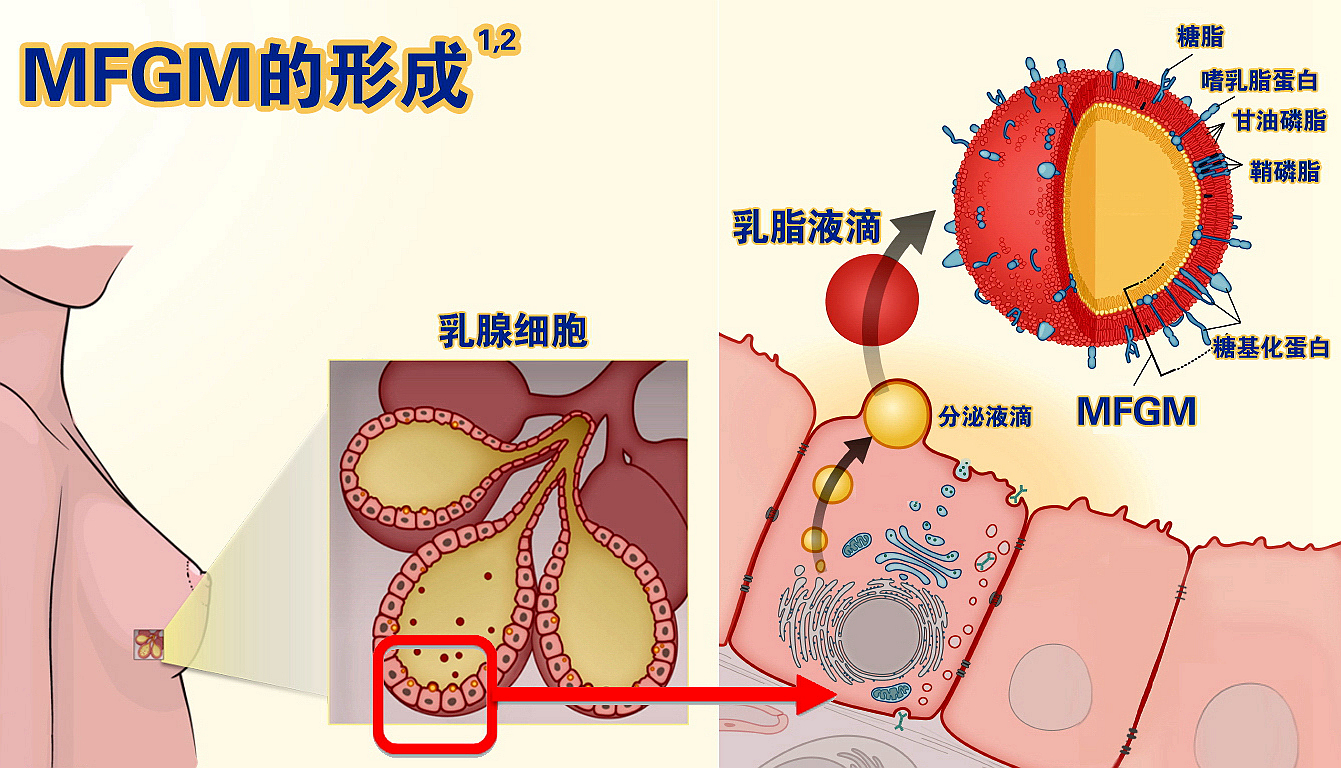 含乳糖酶的乳粉,含乳铁蛋白乳脂球膜的奶粉