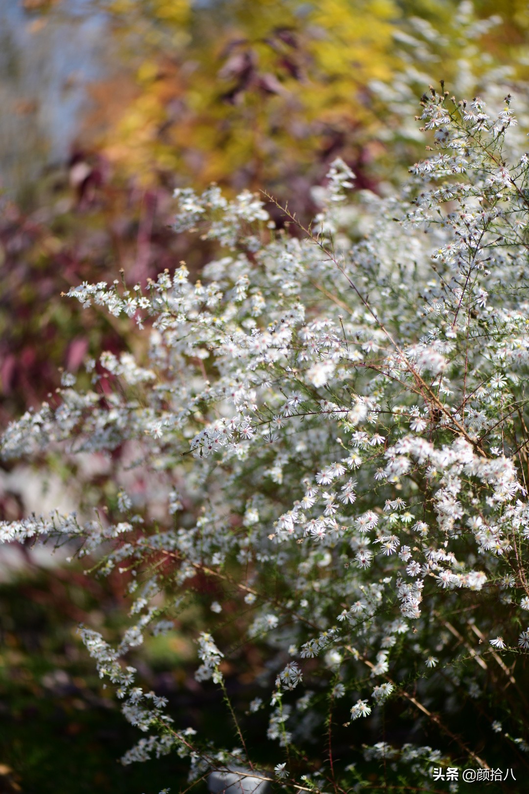 扶不起的绿植,扶不起的绿植视频
