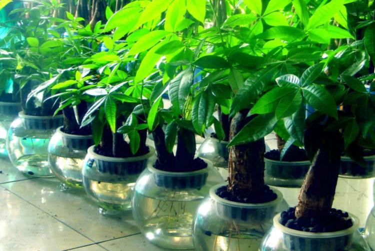 什么花不适合送财神,财神爷不宜送人的花