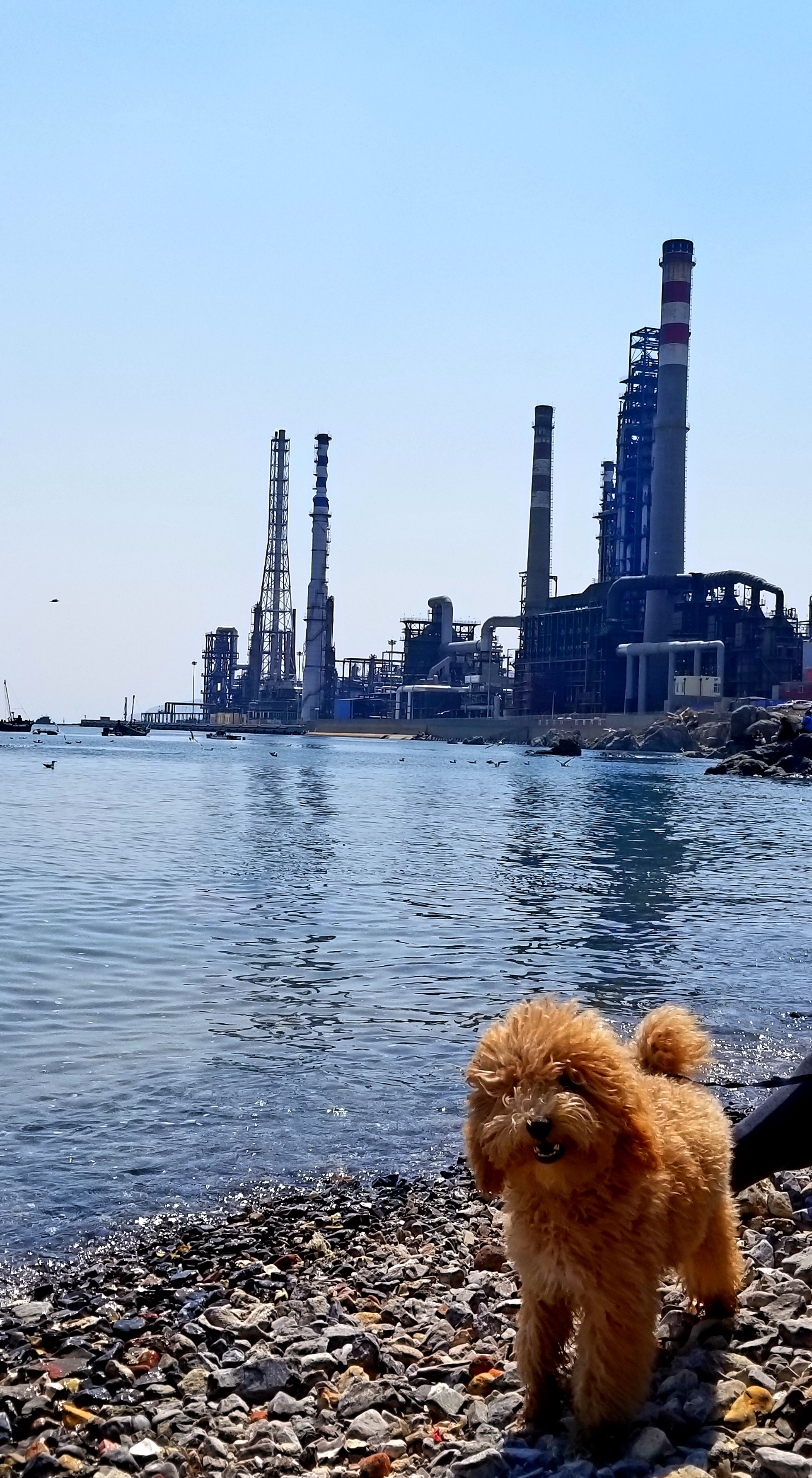 大连甘井子区蟹子湾,大连蟹子湾公园对岸夜景