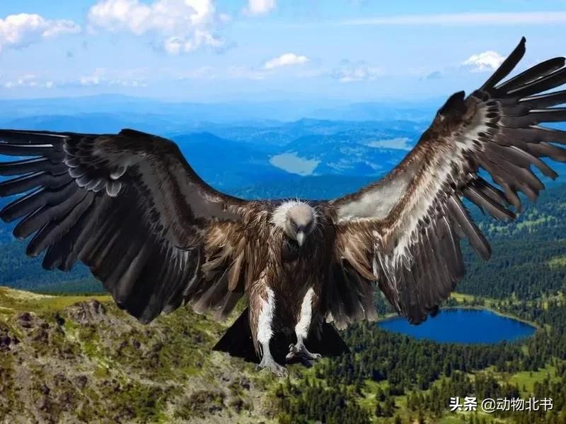 中国36个省份代表的动物,20种有代表性的动物