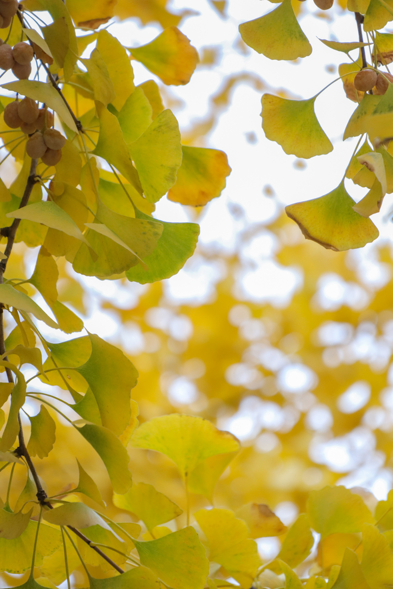 佳能eosm2值得买吗,佳能发布eosm200入门级无反相机