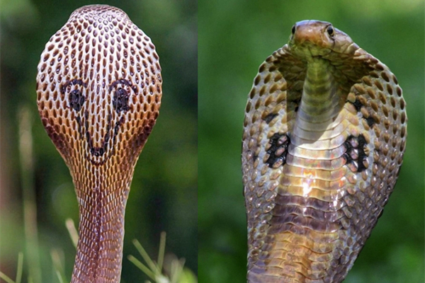 有毒蛇的地方长什么草,有毒蛇和无毒蛇咬的伤口区别