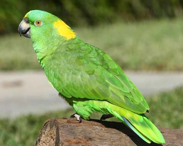 什么鹦鹉最好养又实惠,哪4种鹦鹉合法