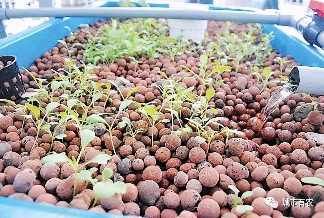 农业大学鱼菜共生技术,鱼菜共生智慧农业