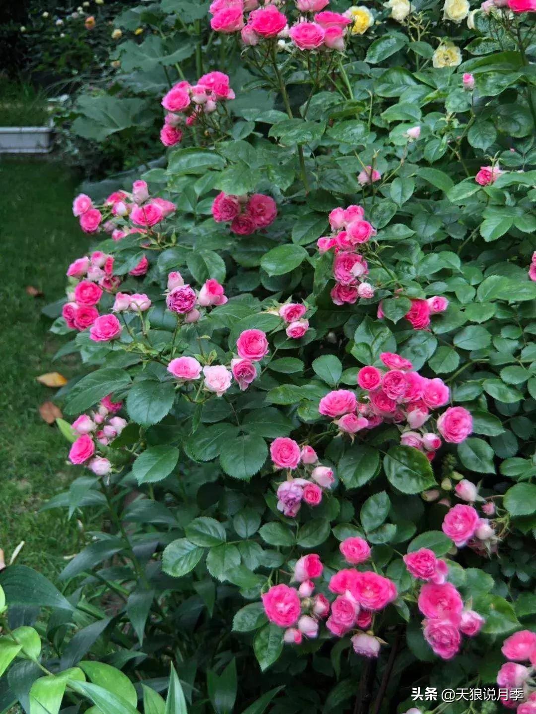 抗病性好的月季推荐,哪些月季品种抗病强