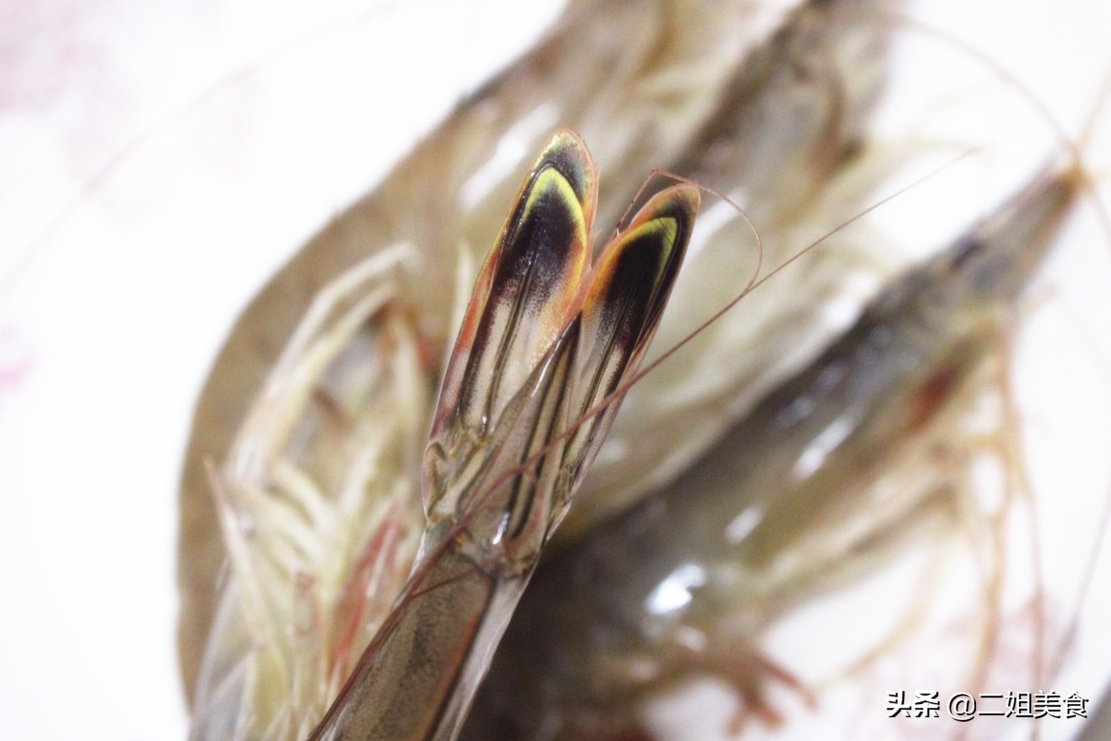 养殖虾和海虾的虾须有区别吗,野生大虾和饲养虾营养价值区别