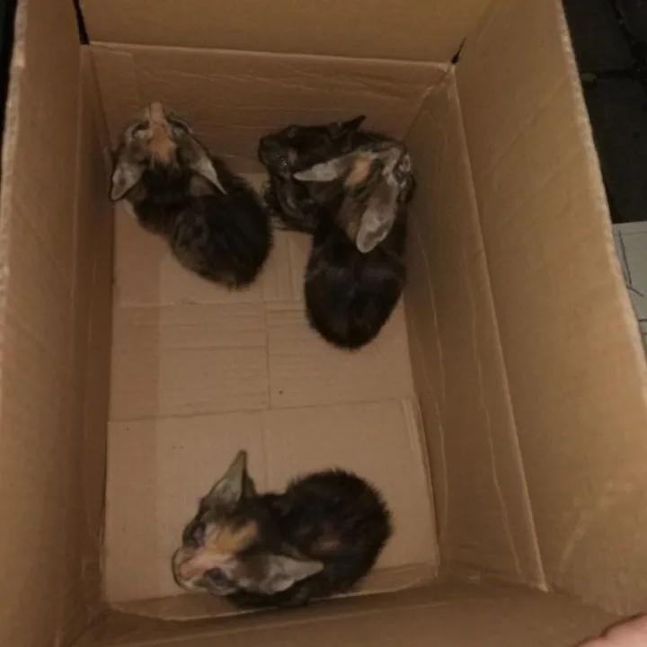 怎么养一只纯种土狗,如何养好一只土狗