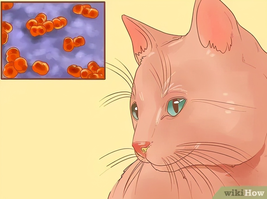 科普鼻炎小知识,慢性鼻炎鼻腔分泌物多