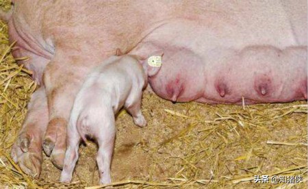 一个小妙招搞定母猪乳房炎，胜过多种抗生素