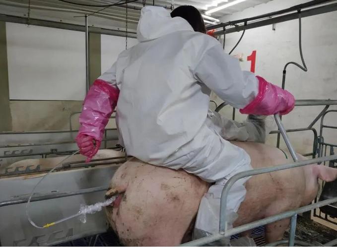 母猪首次配两次配不上怎么回事,母猪数次配不上种怎么治疗