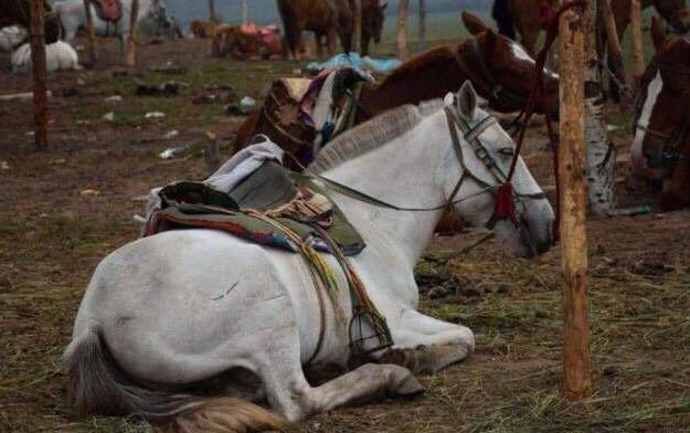 白龙马惨死最后怎么解决的,白龙马惨死事件