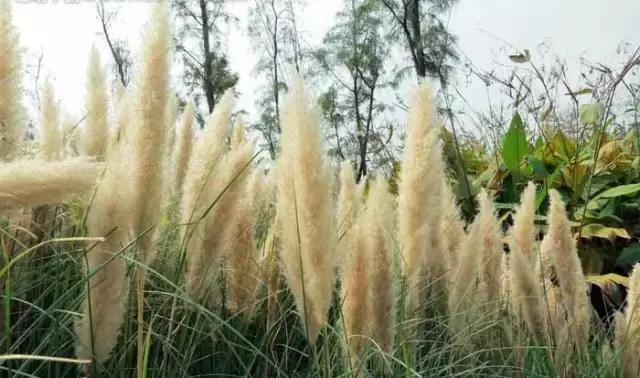 一次性摘各种各样的水果,一次性种很多草莓会怎么样