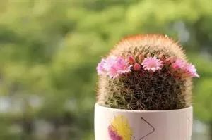 暑假回家多肉怎么办,过年回家浙江多肉如何过冬