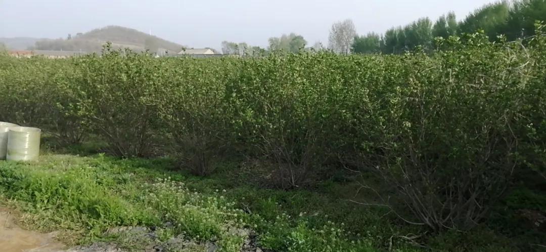 请帮帮村民，瓦房店市200多吨黑果花楸积压愁销路