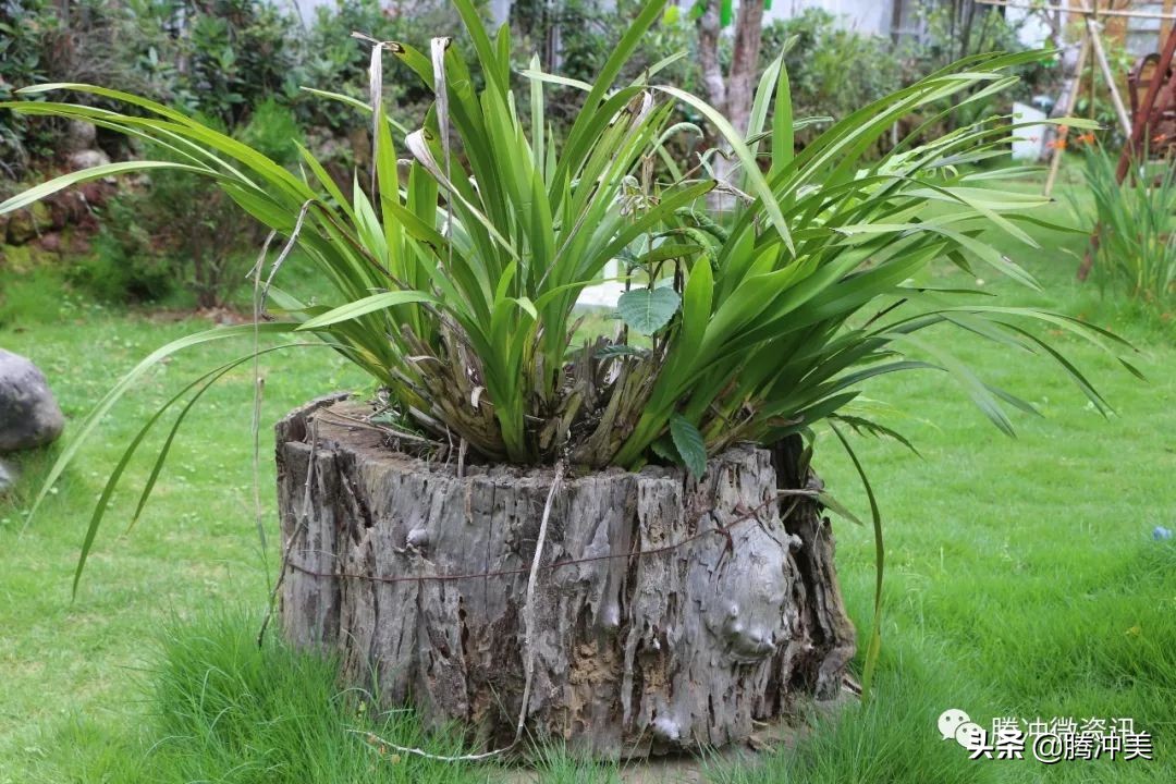 云南腾冲银杏村杙春园客栈对外招租，只为等待有缘的你