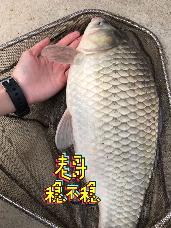 冬季钓鱼怎么避免小杂鱼,冬天闹小鱼严重的地方如何钓鲫鱼