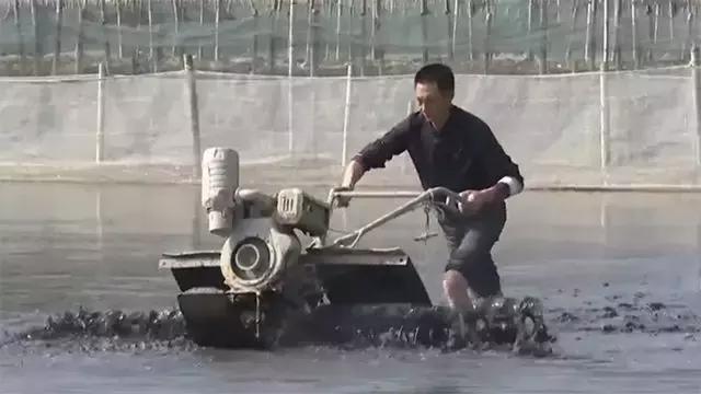 如何捕鱼跳跳鱼,野生跳跳鱼养殖