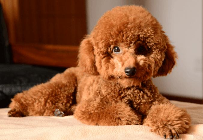 泰迪吠叫训练方法介绍,你家泰迪做过哪些事