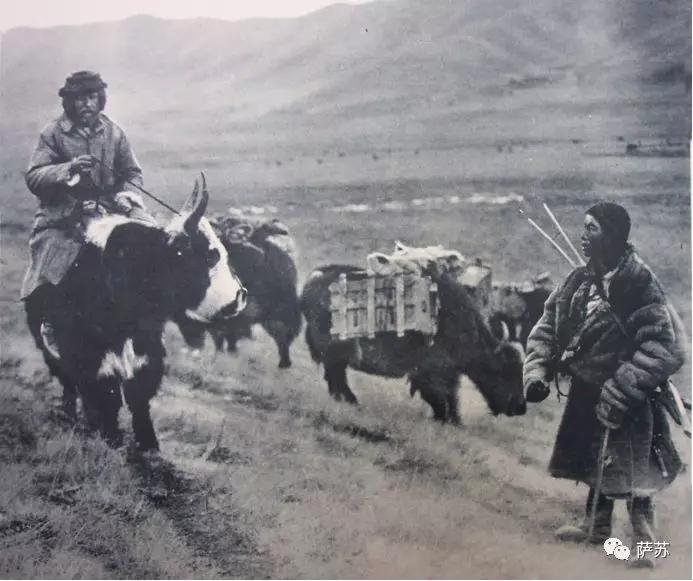 阿拉伯土豪买飞机,阿拉伯土豪买猎鹰