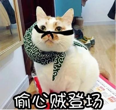 宠爱有家小说,宠爱有家猫粮怎么样