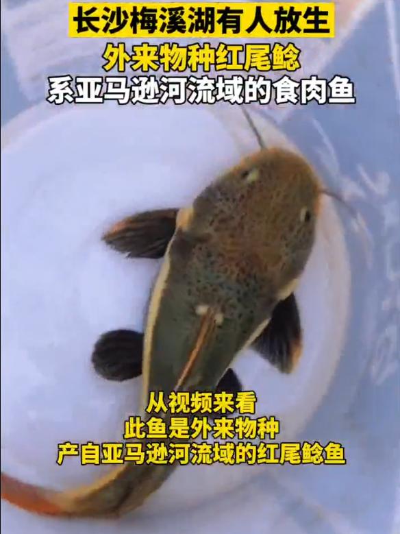 放生鲶鱼违法嘛,长沙市梅溪湖放生