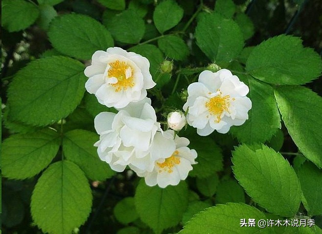 买月季还被骗？教你远离月季网购陷阱，辨别真伪拒绝蔷薇小白花