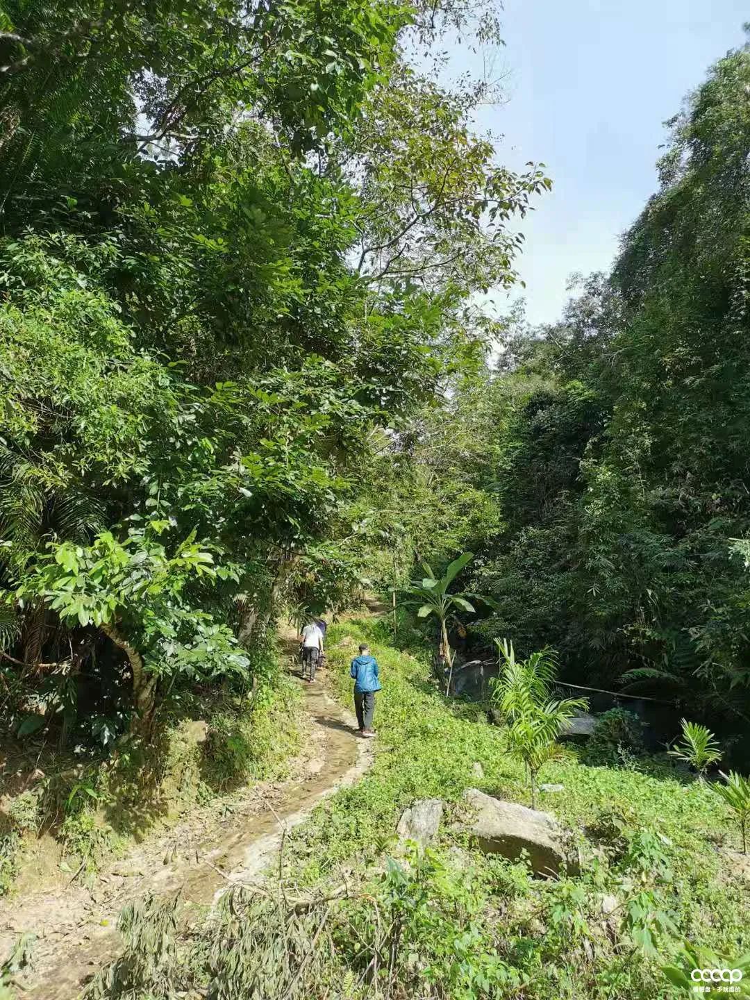 星月五指山料和毛感料区别,海南毛感星月介绍