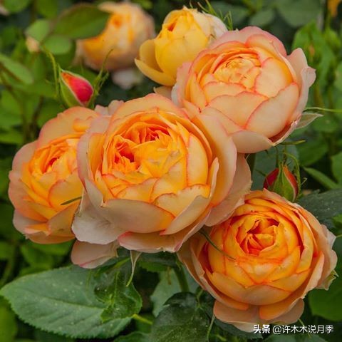 月季烂根的补救办法,月季烂根是什么原因