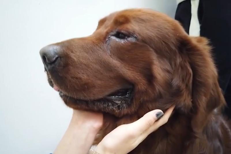 主人给狗狗割双眼皮,狗狗切双眼皮后遗症