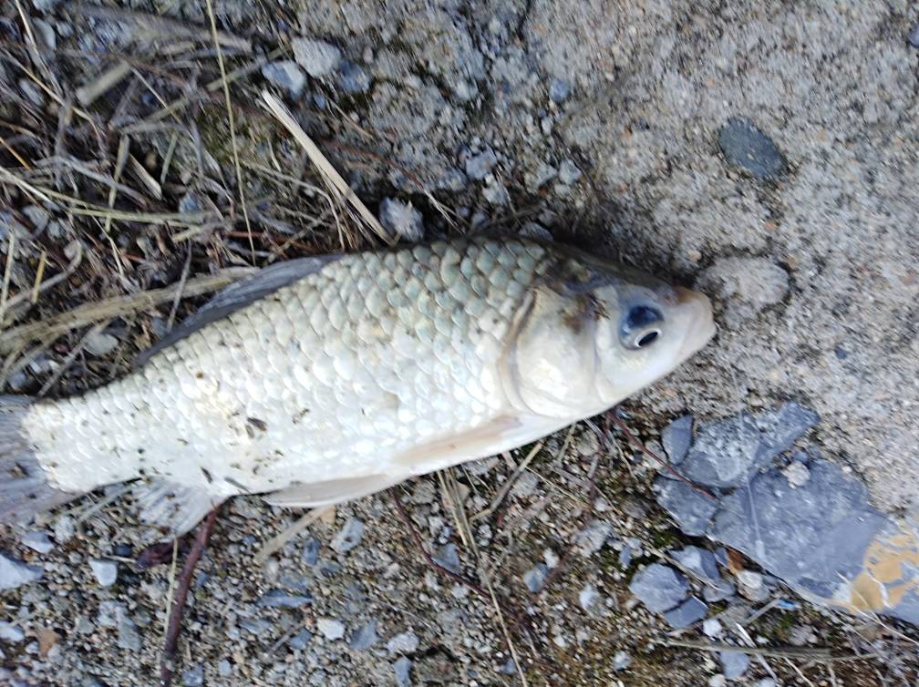 春季玩串钩,新式串钩的垂钓方法