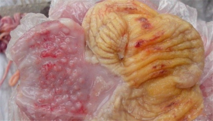 鸡的腺肌胃炎久治不愈是怎么回事,治疗鸡腺肌胃炎的配方