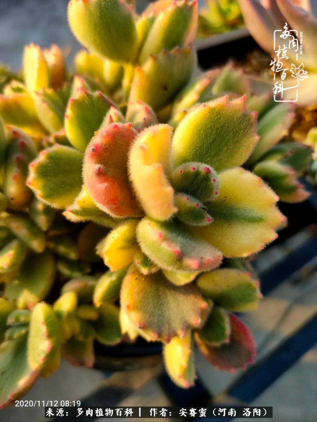 现在是多肉最美的季节,多肉最美的季节来啦