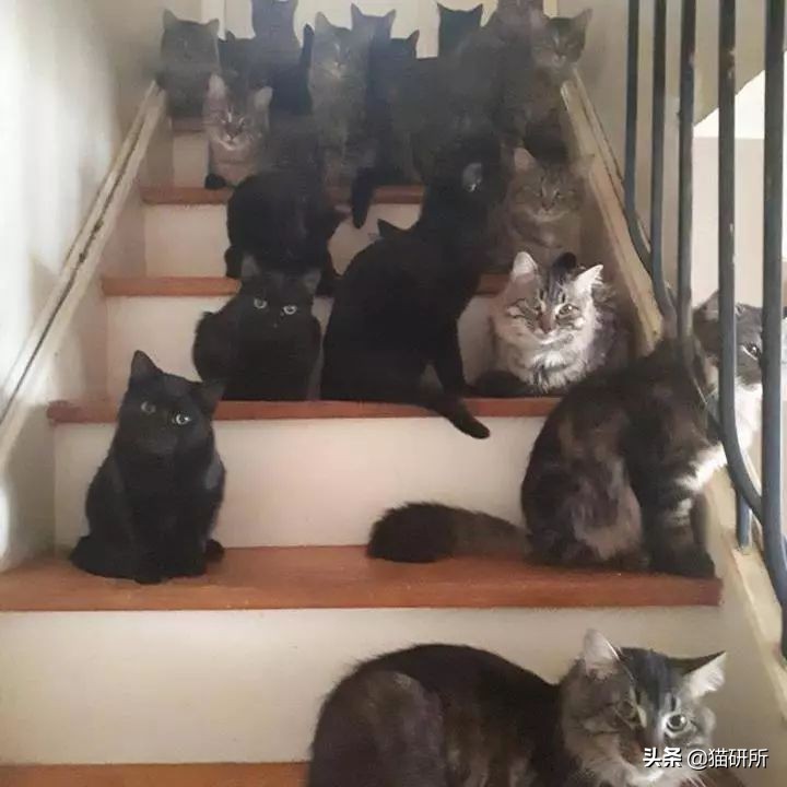 救助流浪猫要掌握正确方法,流浪猫正确的救助方式