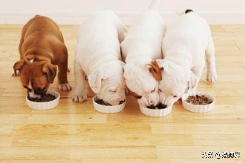 法斗耳螨特别严重怎么清理,有什么土方法去除耳螨