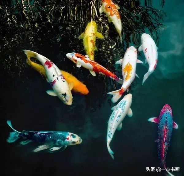 池中之仙，惊艳若此——锦鲤