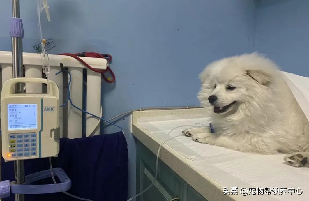 狗狗被*养送**期间患上细小，前主人却说：存活几率很小，别治了…