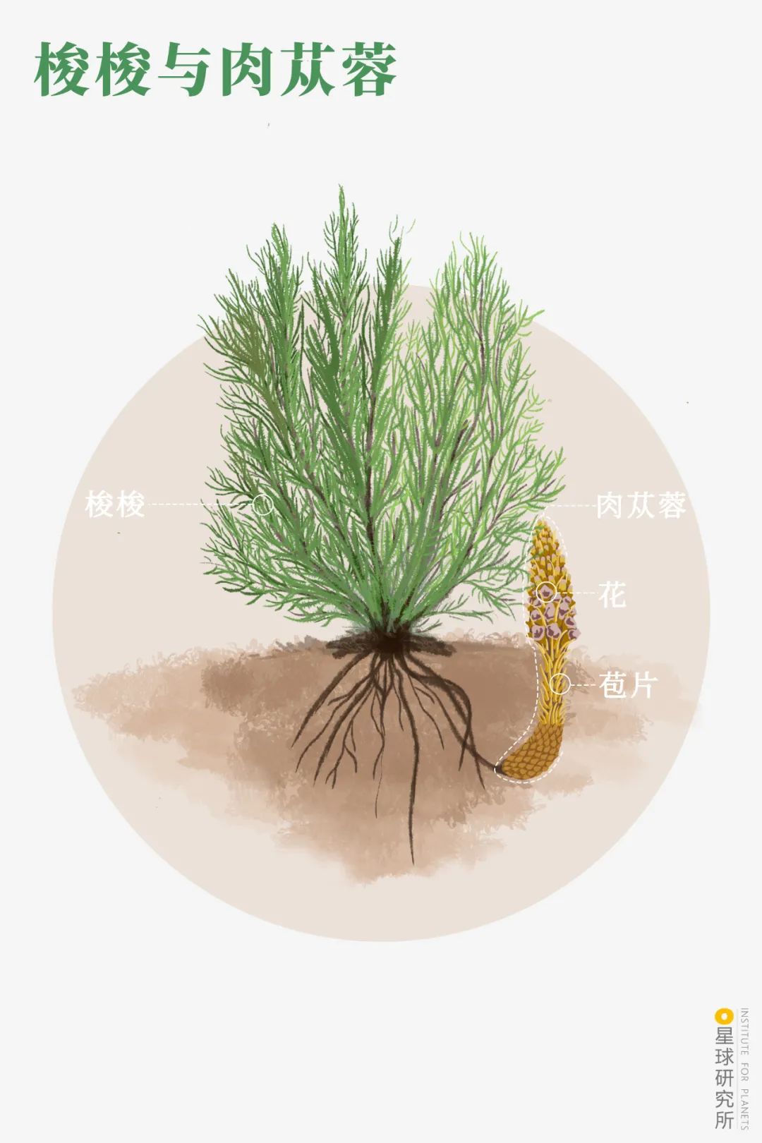 中国植树造林成果国外有什么看法,植树造林改造沙漠