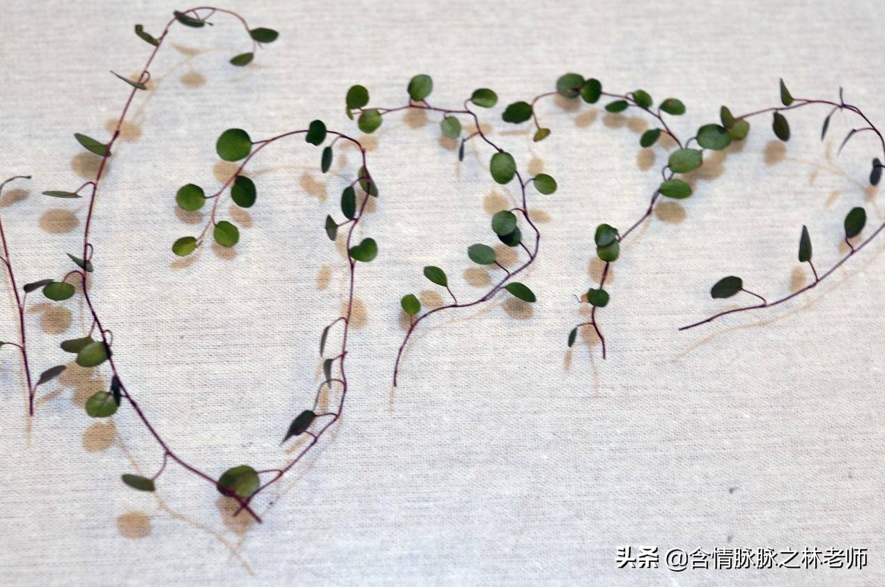 室内三种最旺家庭养植物,家居绿植哪些不适宜养