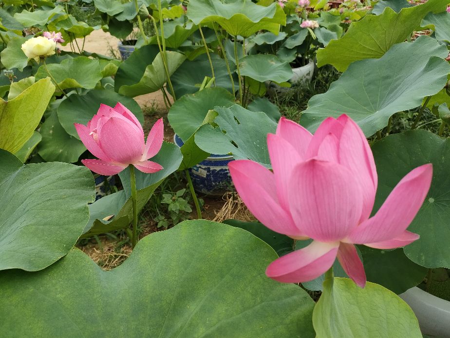 因过竹院逢僧话偷得浮生半日闲,偷得浮生半日闲下一句什么意思