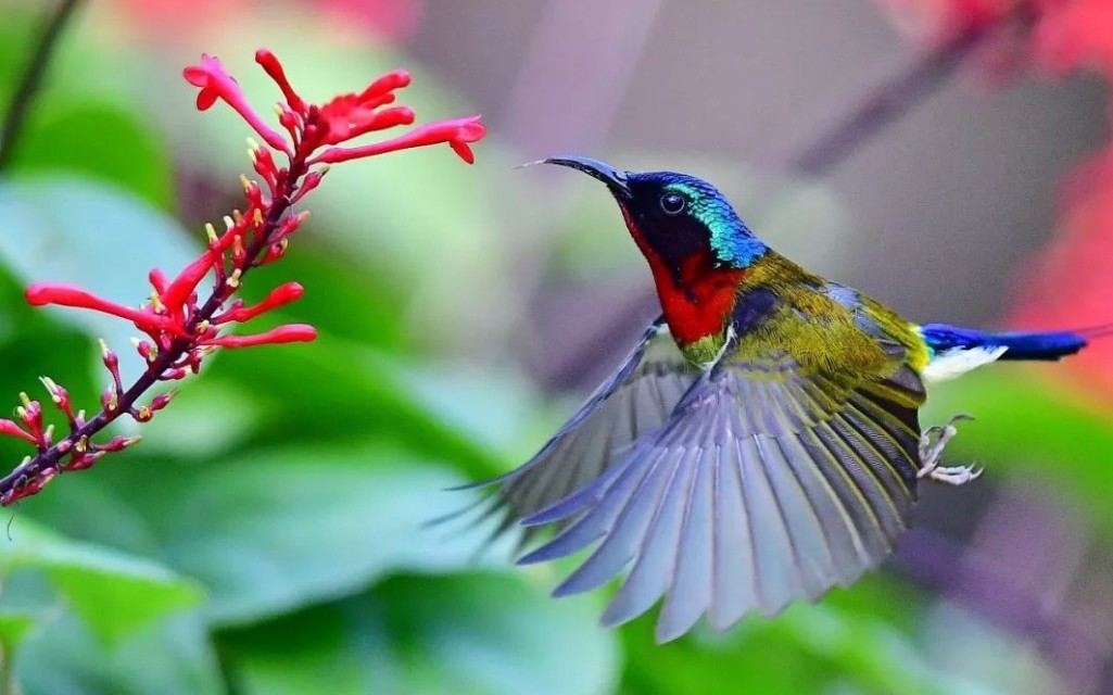 太阳鸟品质,太阳神鸟绝美