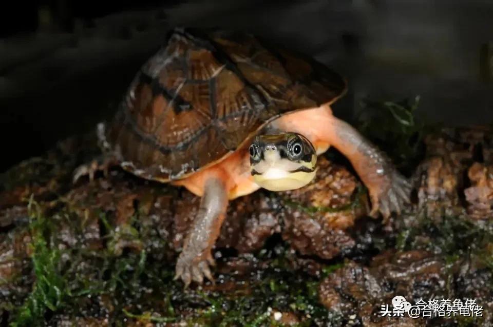 草龟为啥是国龟,体型小的国龟